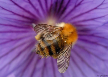 Bee purple flower This still life photograph captures a bee resting on a vibrant purple flower, highlighting the intricate patterns of its wings and the fine details of its furry body. The image was taken during the early morning in winter, as indicated by the subdued light and the timestamp. The scene showcases a close interaction between insects and plants, offering insight into the delicate balance of nature. The photograph draws attention to the importance of bees in pollination and their role in the natural environment. There are no prominent landmarks visible, keeping the focus on the natural elements present in the frame.